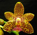 Phal. Hariette Lineberger 'Orchidheights'